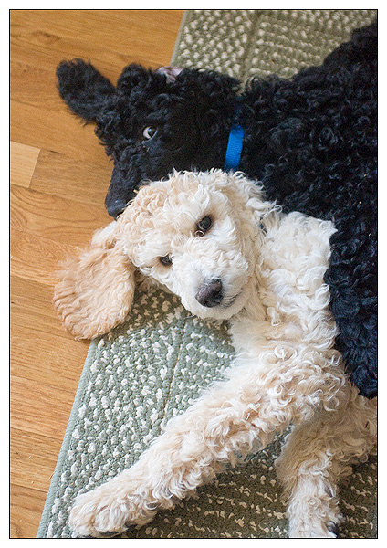 Poodle 3 store months old